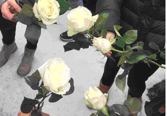 Weiße Rose.jpg
